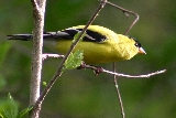 American Goldfinch